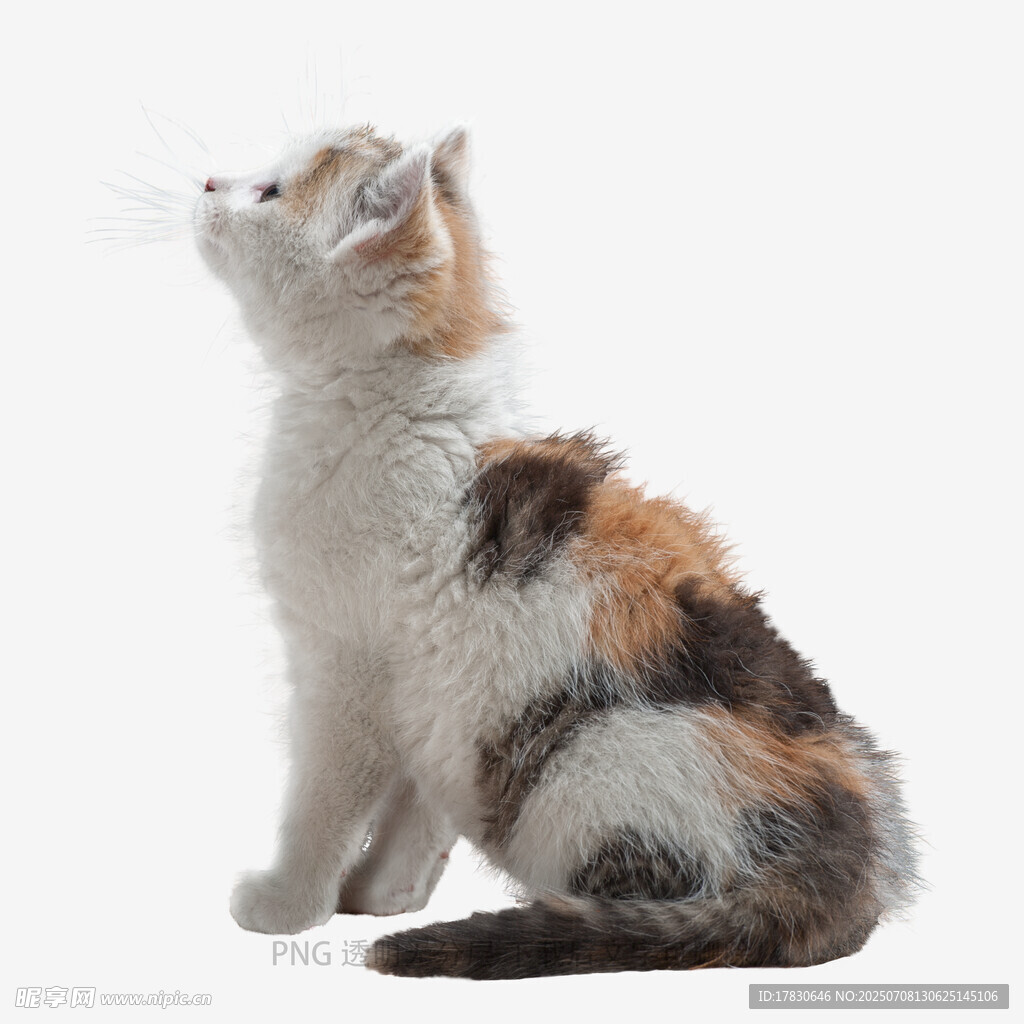 三色小猫抬头望