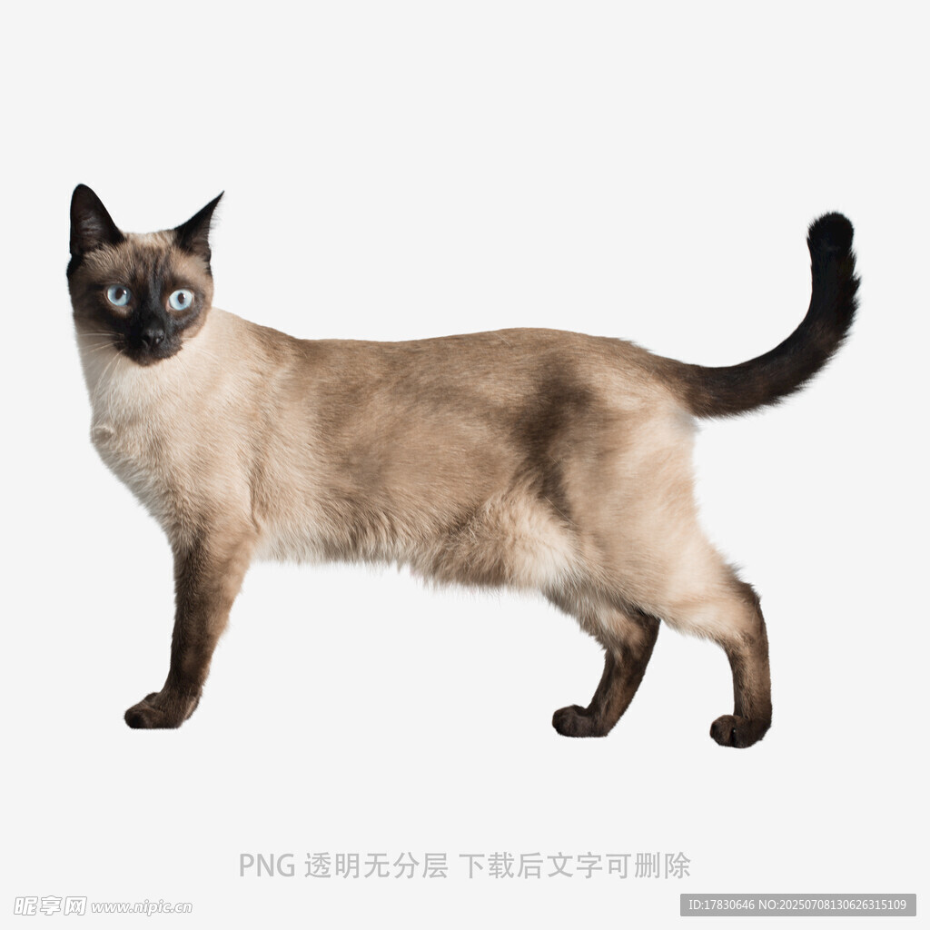 站立的暹罗猫