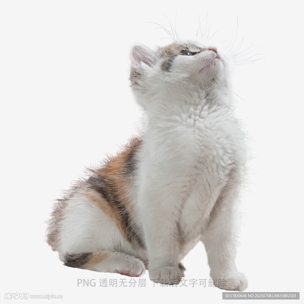可爱三色小猫抬头望