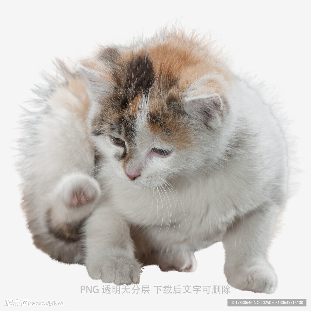 可爱三色小猫专注舔毛