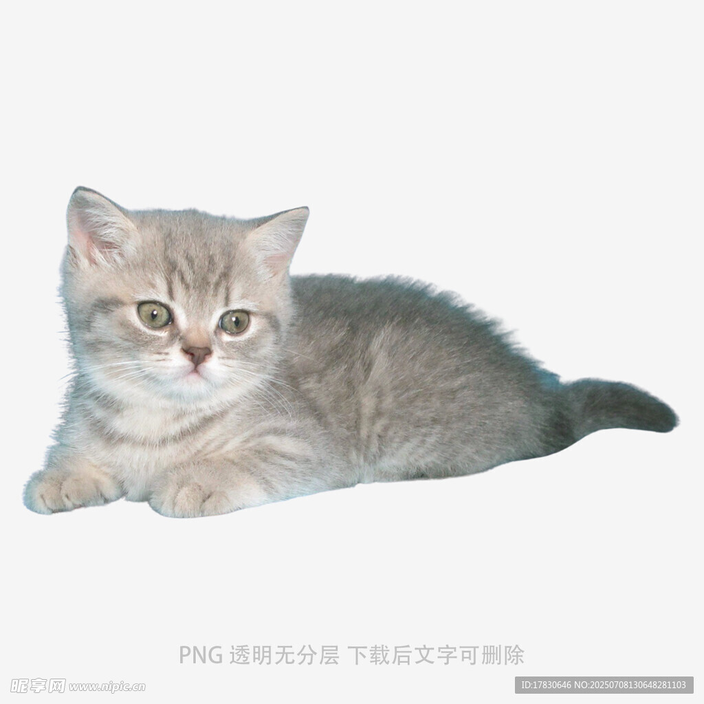 可爱小猫咪趴卧姿态