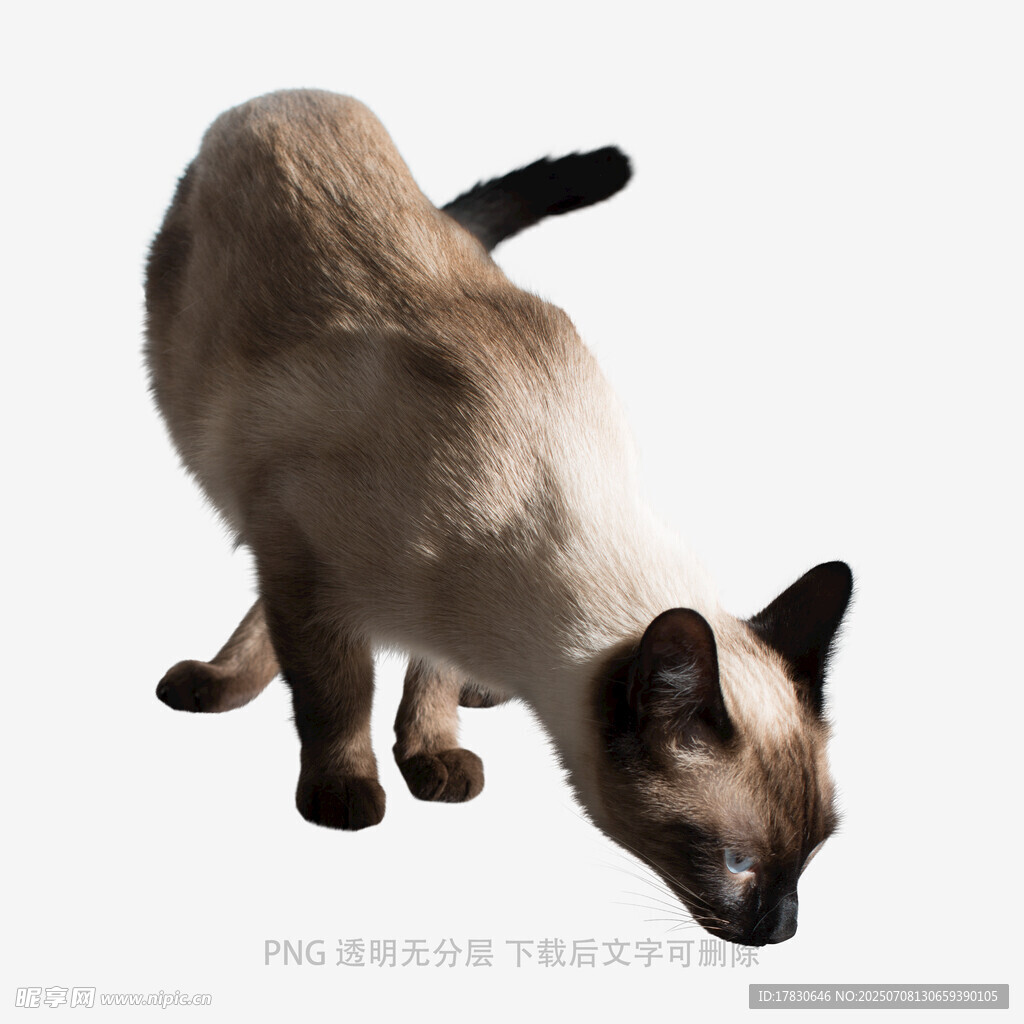 暹罗猫低头姿态特写