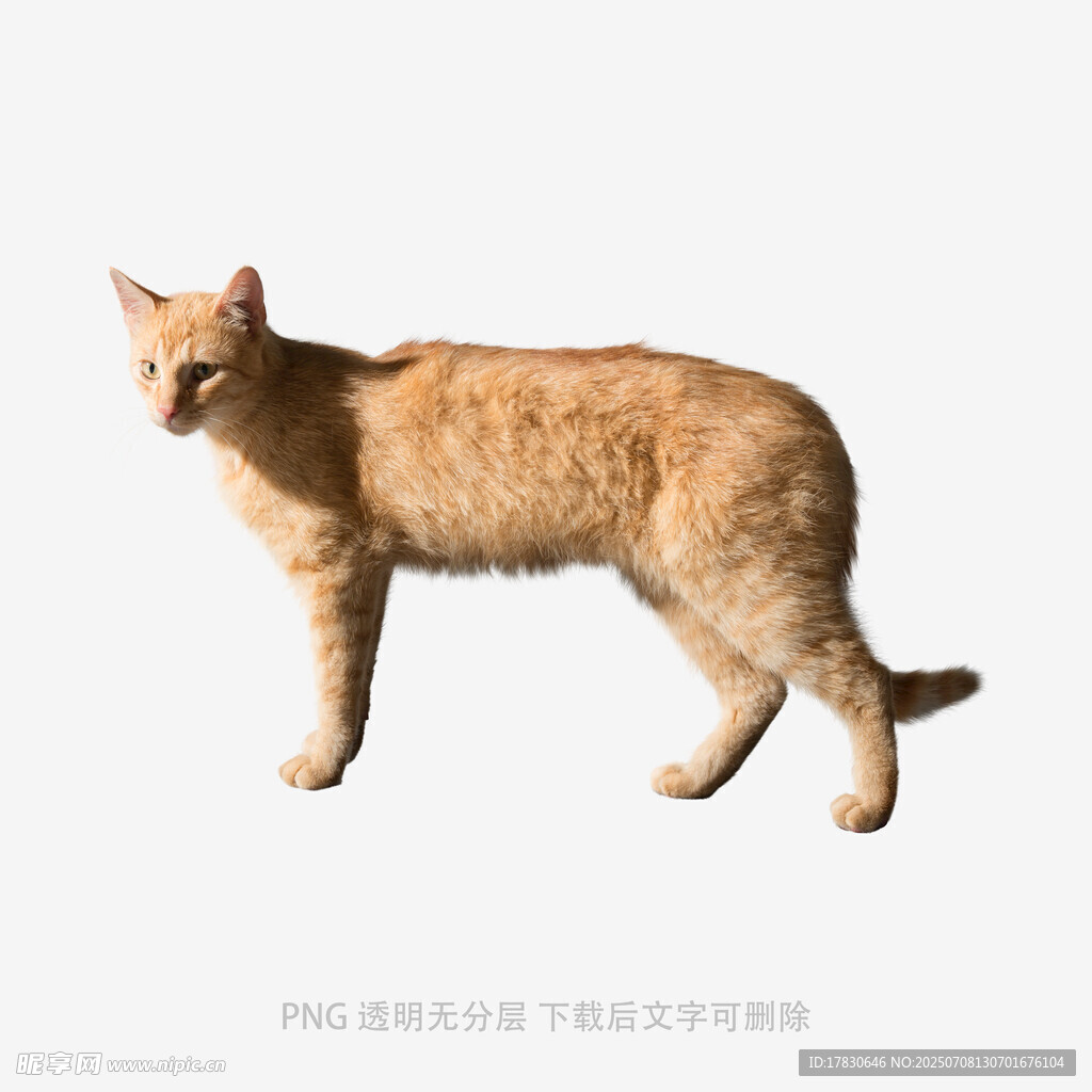 橘色猫咪站立姿态展示