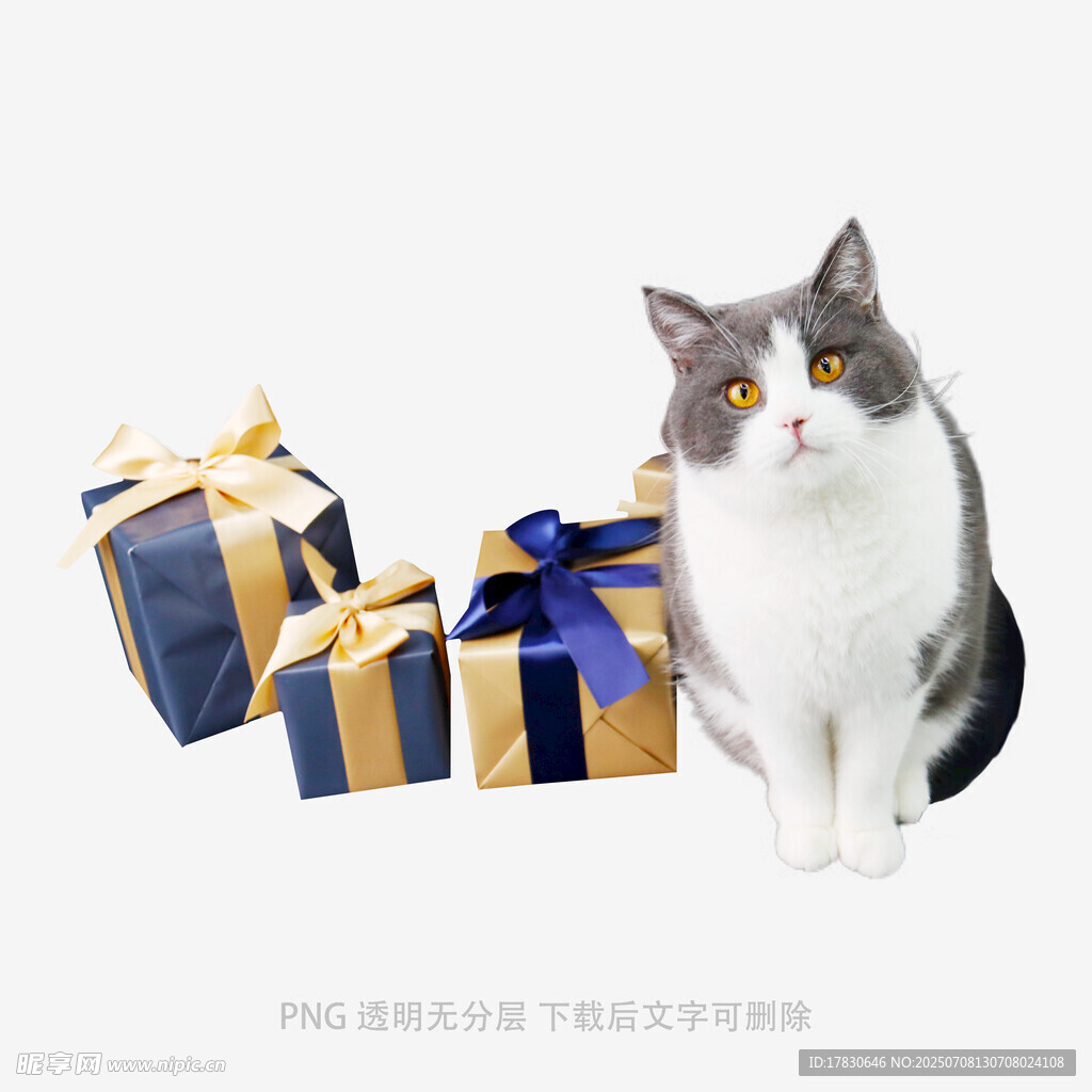猫咪与精美礼物相伴