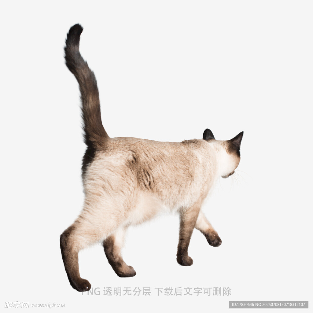 暹罗猫优雅行走瞬间
