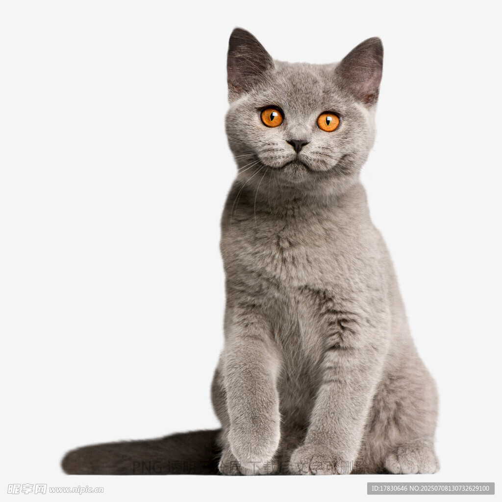 灰色萌猫端坐