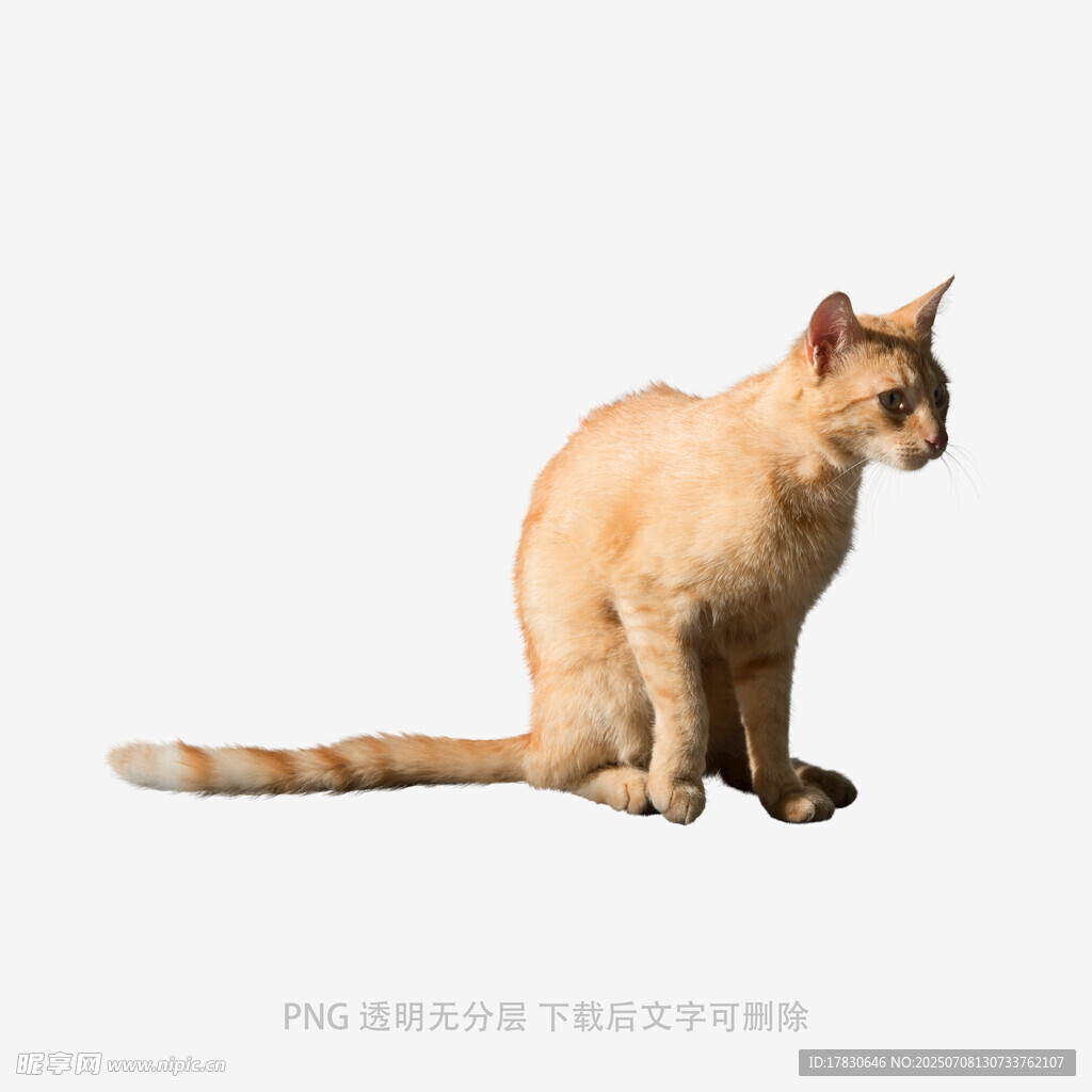 坐着的橘色猫咪