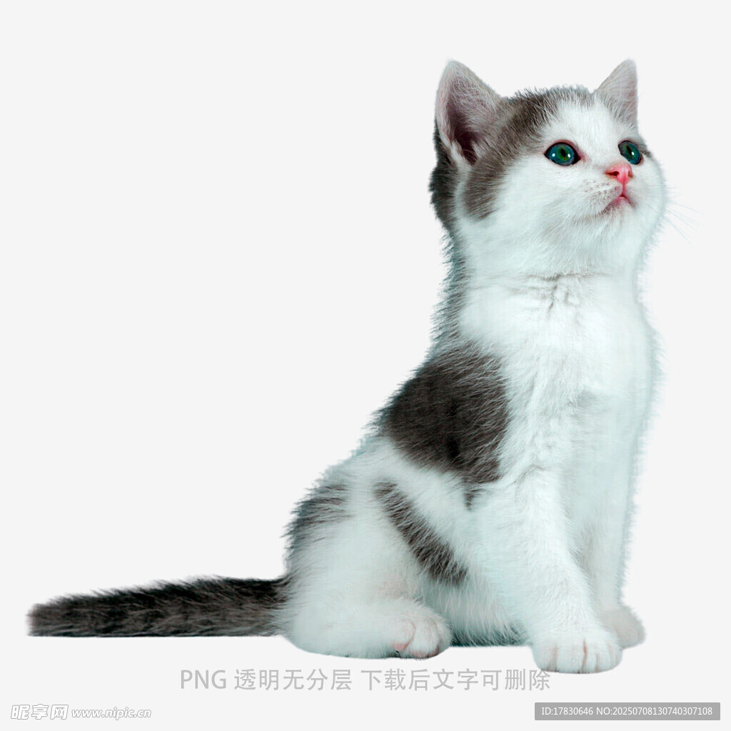 可爱灰白小猫抬头望