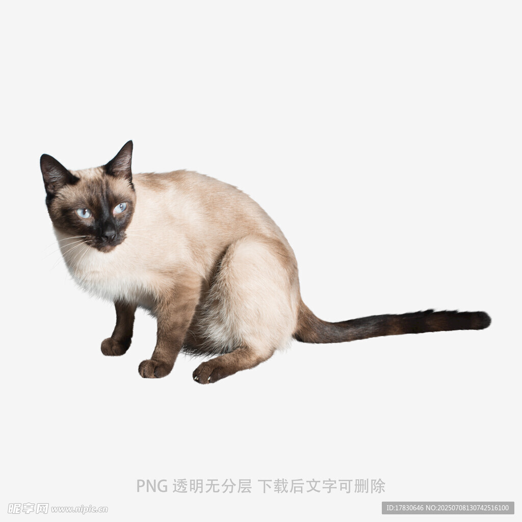 可爱暹罗猫蹲坐姿态