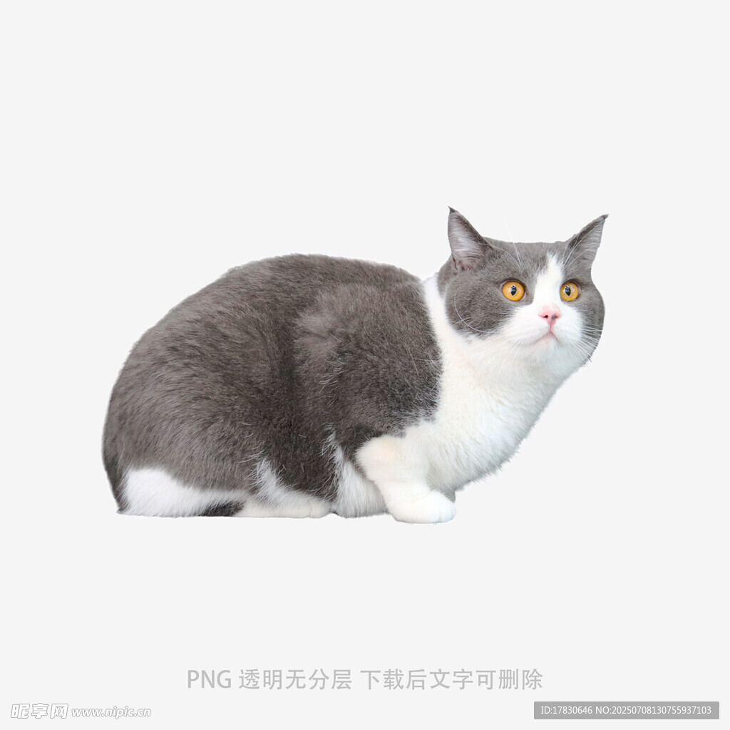 灰白猫咪蹲坐姿态图