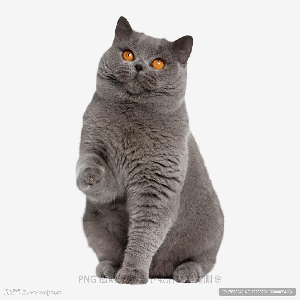 站立的灰猫