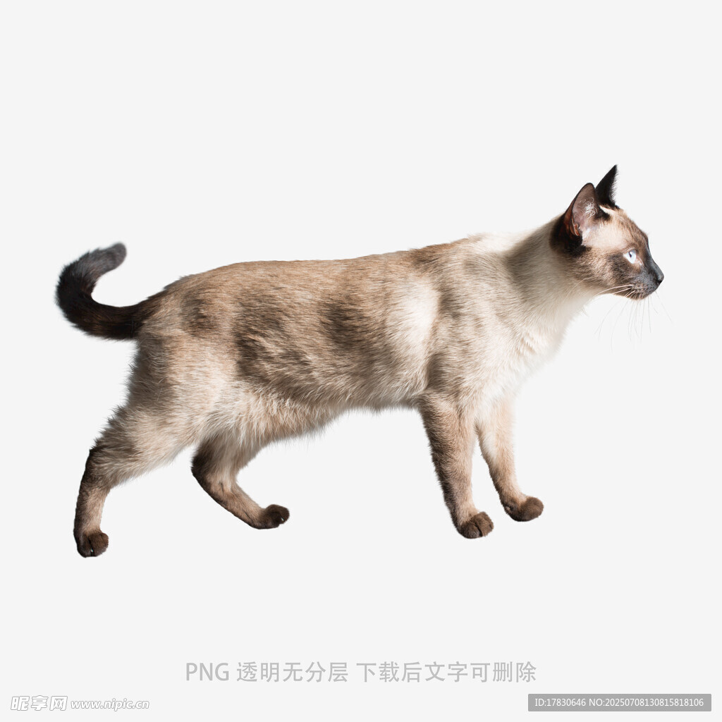 暹罗猫侧身行走姿态展示
