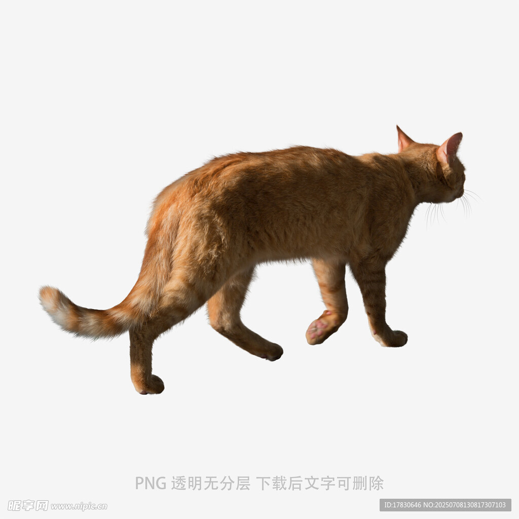 行走的棕色猫咪
