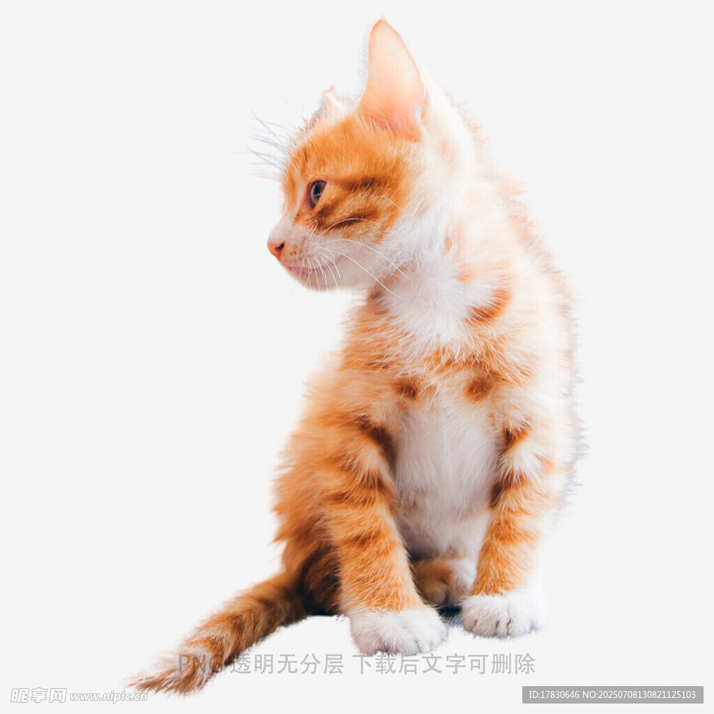 可爱橘白小猫扭头侧坐