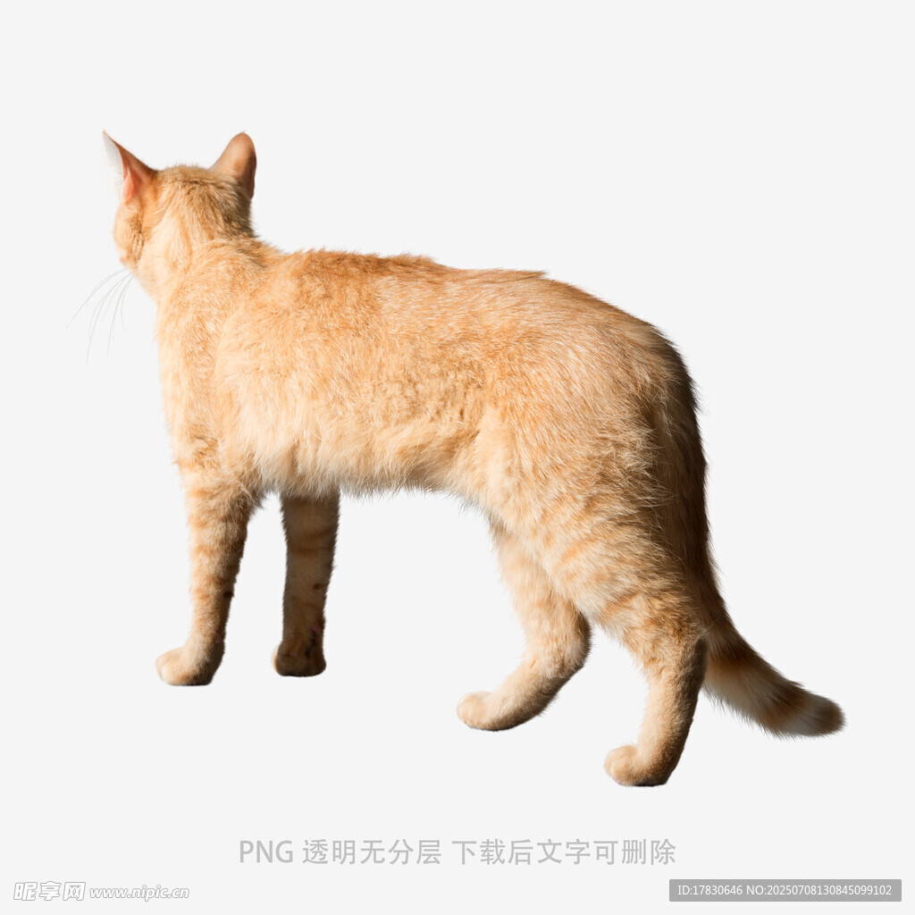 橘猫背影