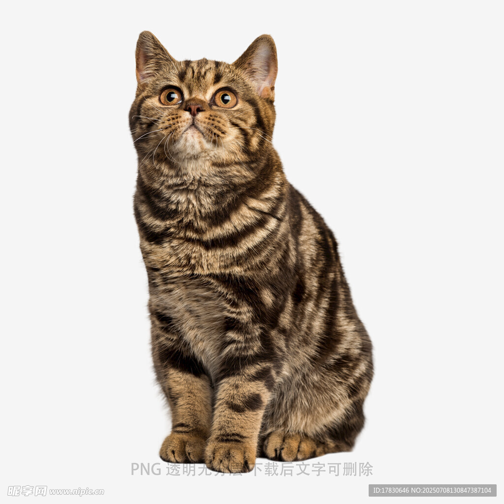 坐着抬头的斑纹猫咪