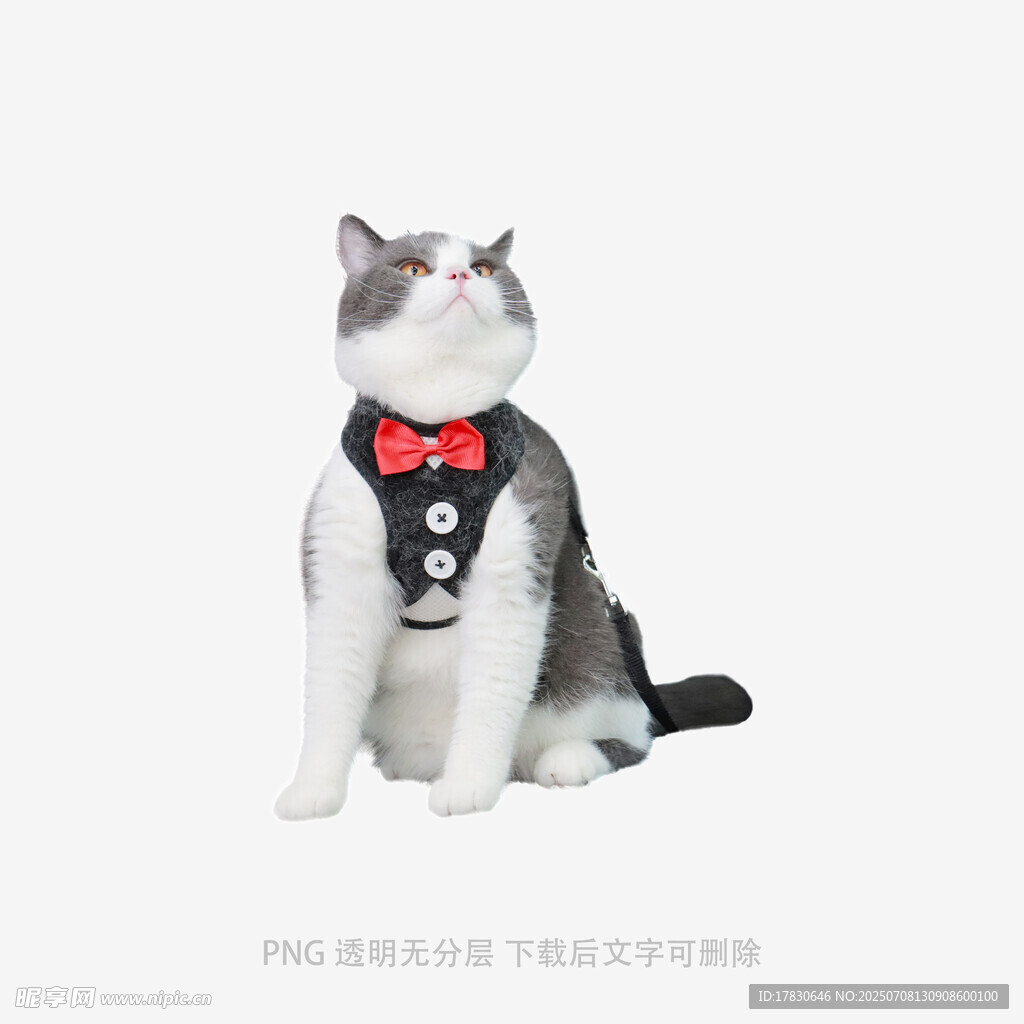 穿礼服的猫咪