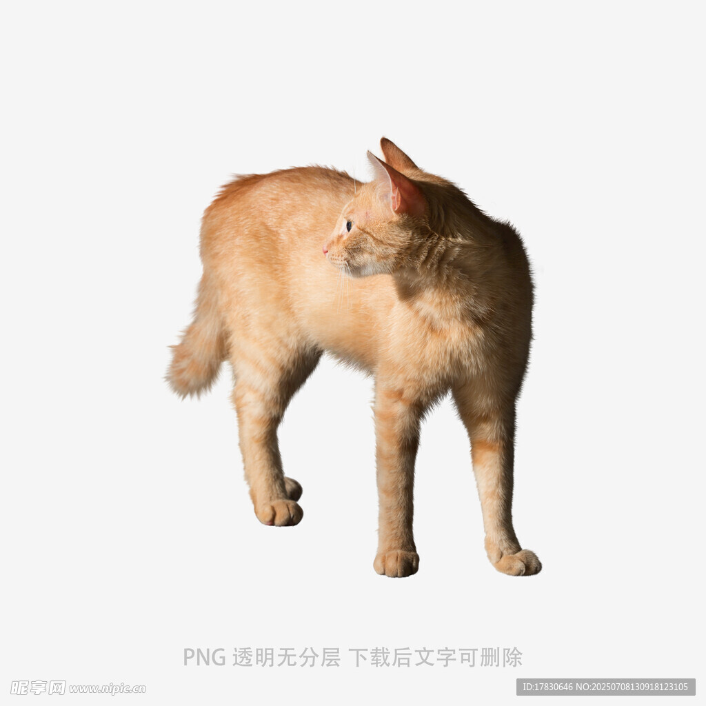 站立回望的橘色猫咪