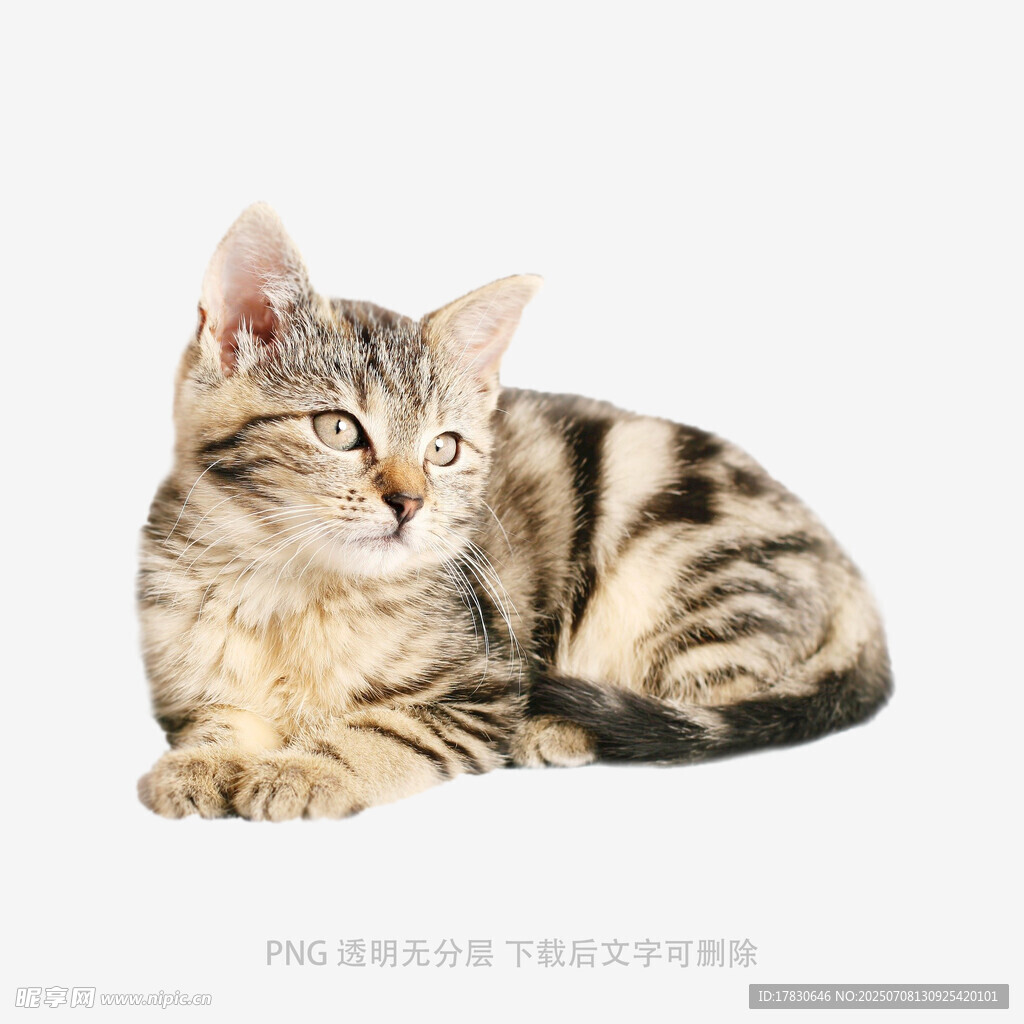 可爱斑纹小猫惬意趴卧