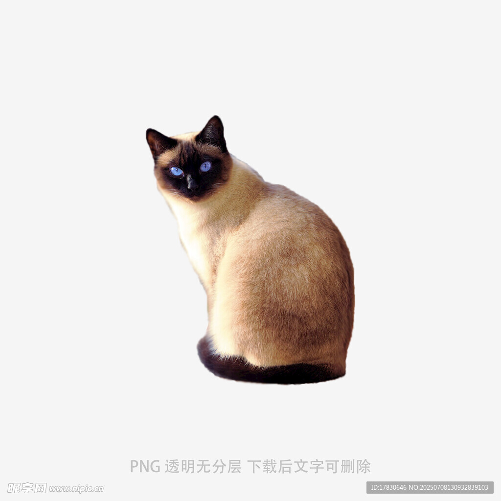 可爱暹罗猫静坐