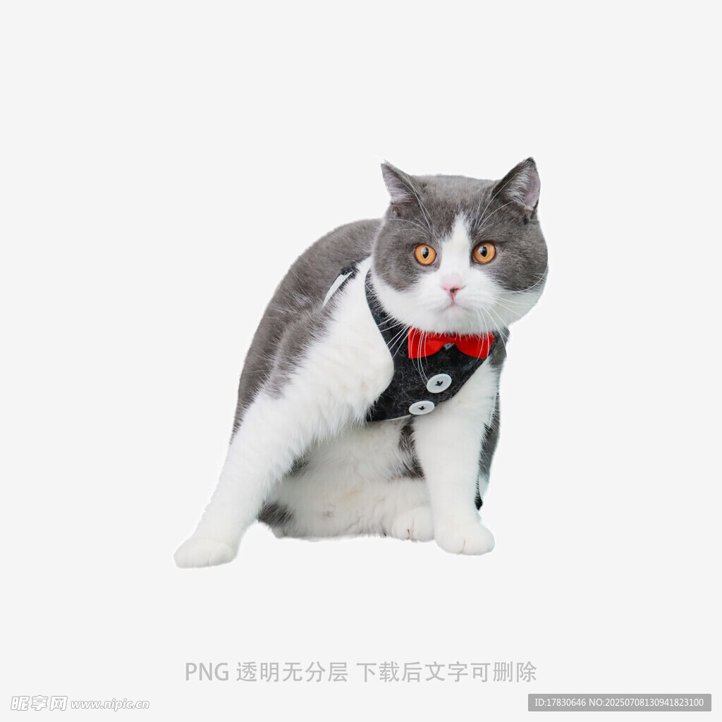 戴领结的灰白猫咪
