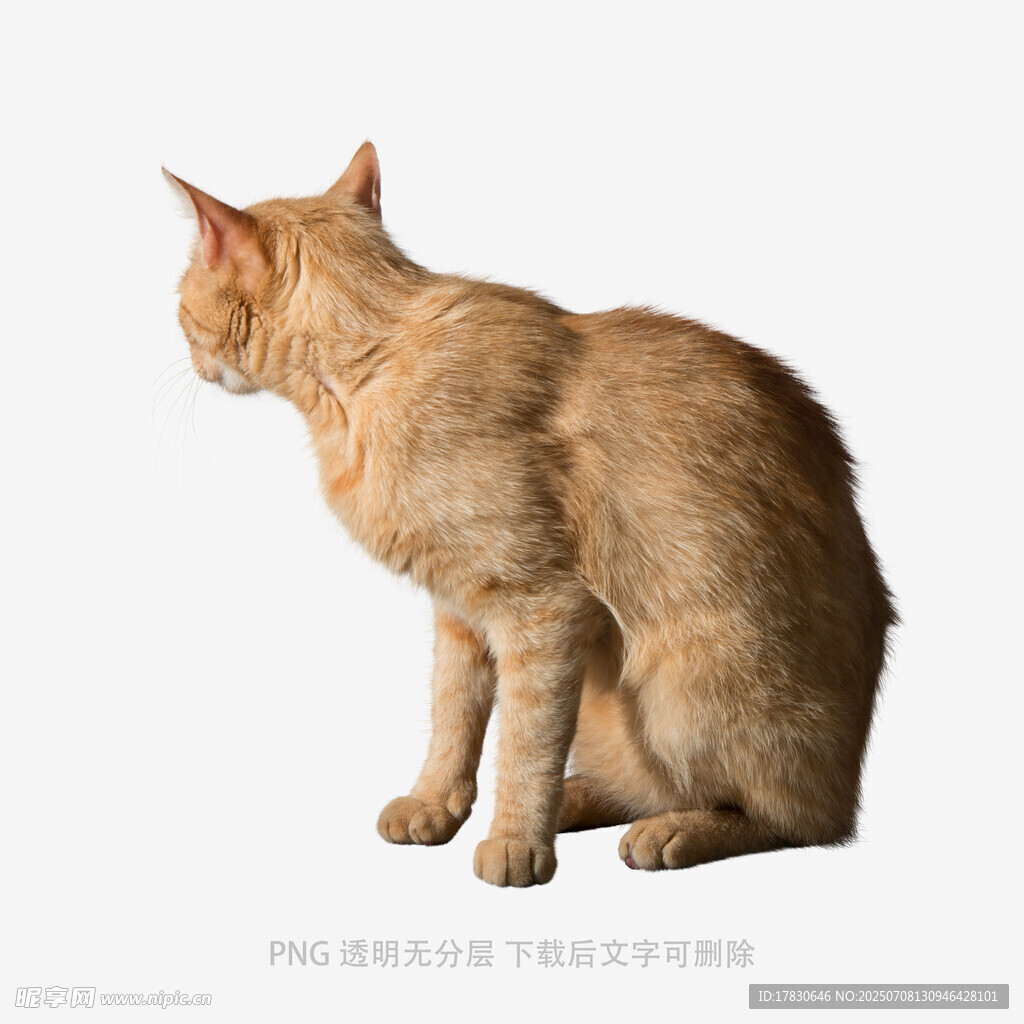 橘猫侧坐背影