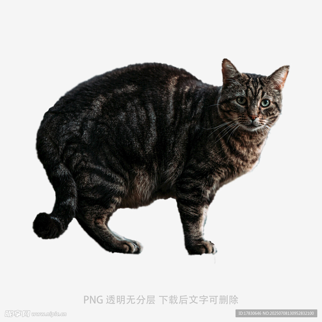 站立的斑纹猫
