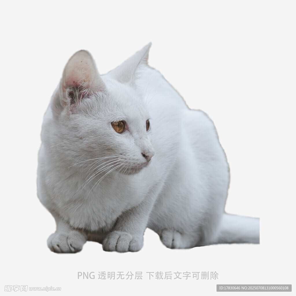 白色猫咪侧坐特写
