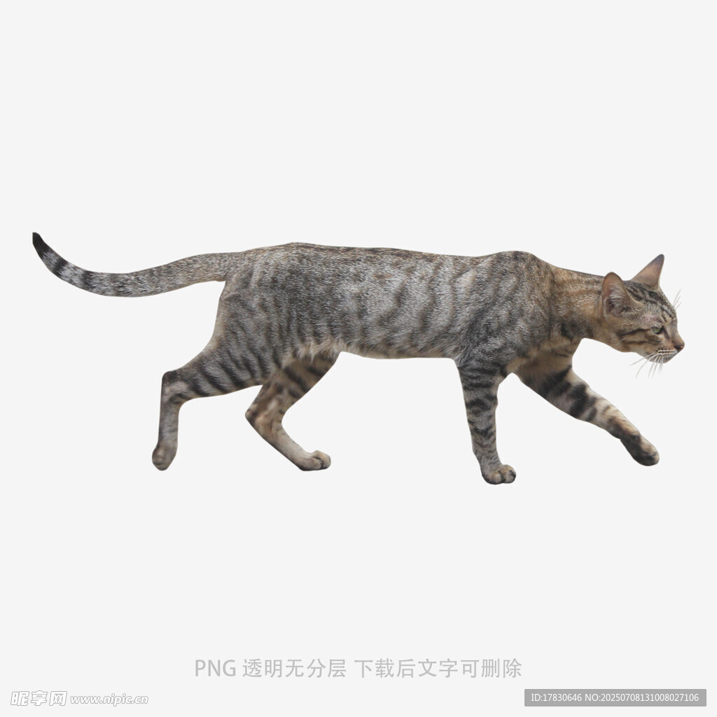行走的斑纹猫