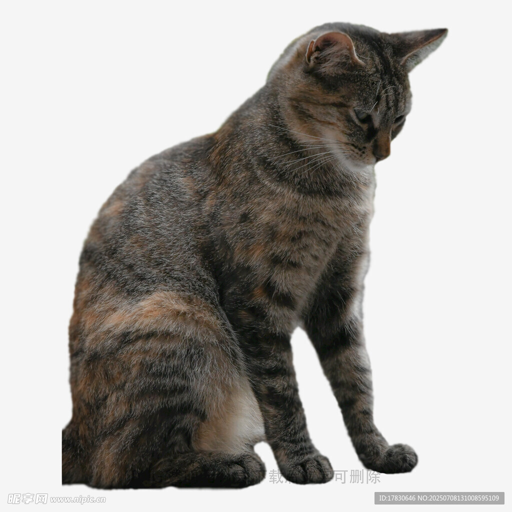 坐姿优雅的斑纹猫咪