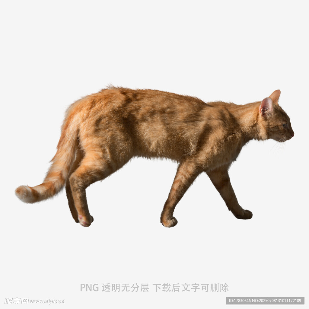 行走的棕色猫咪