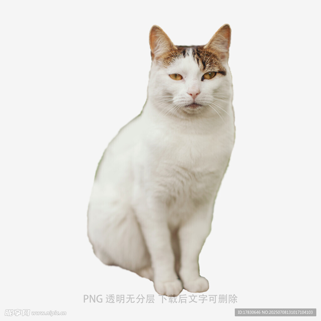 坐姿优雅的三色猫咪