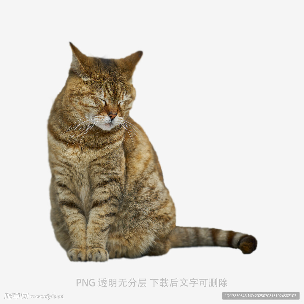 坐着的斑纹猫咪
