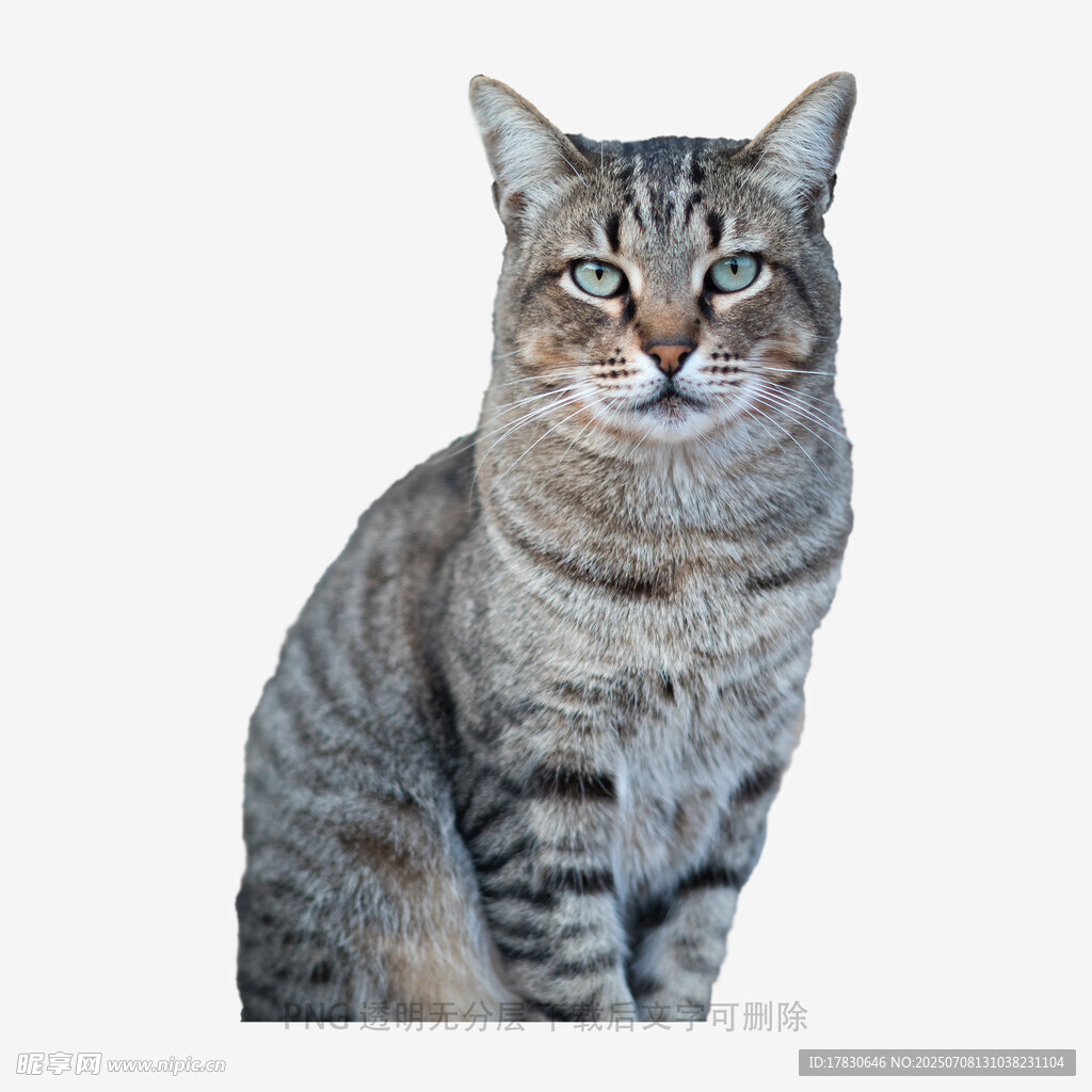 坐着的条纹猫咪