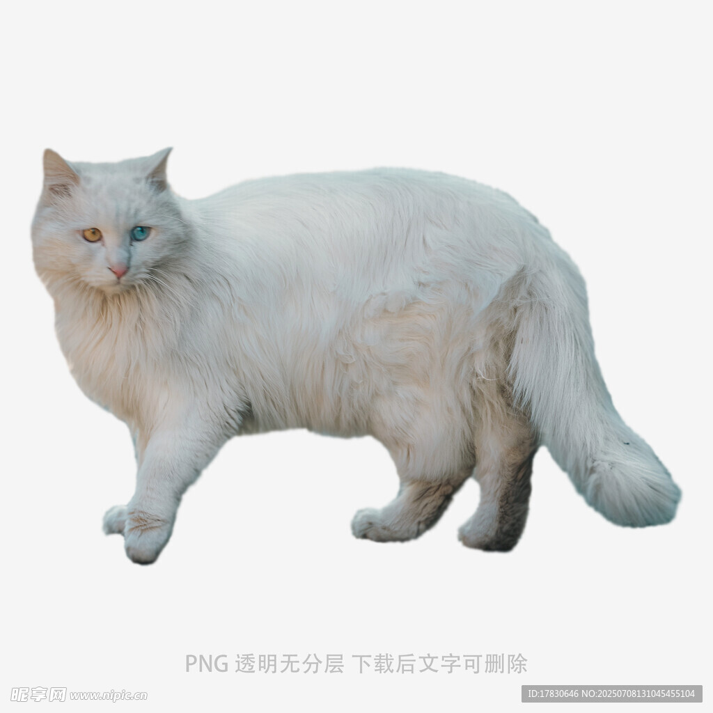 行走的白色猫咪