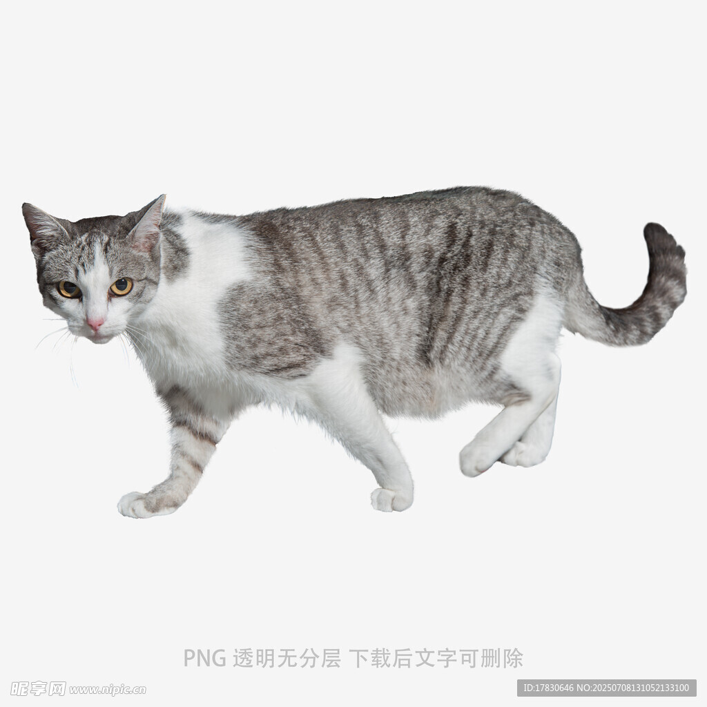 灰白猫咪行走瞬间