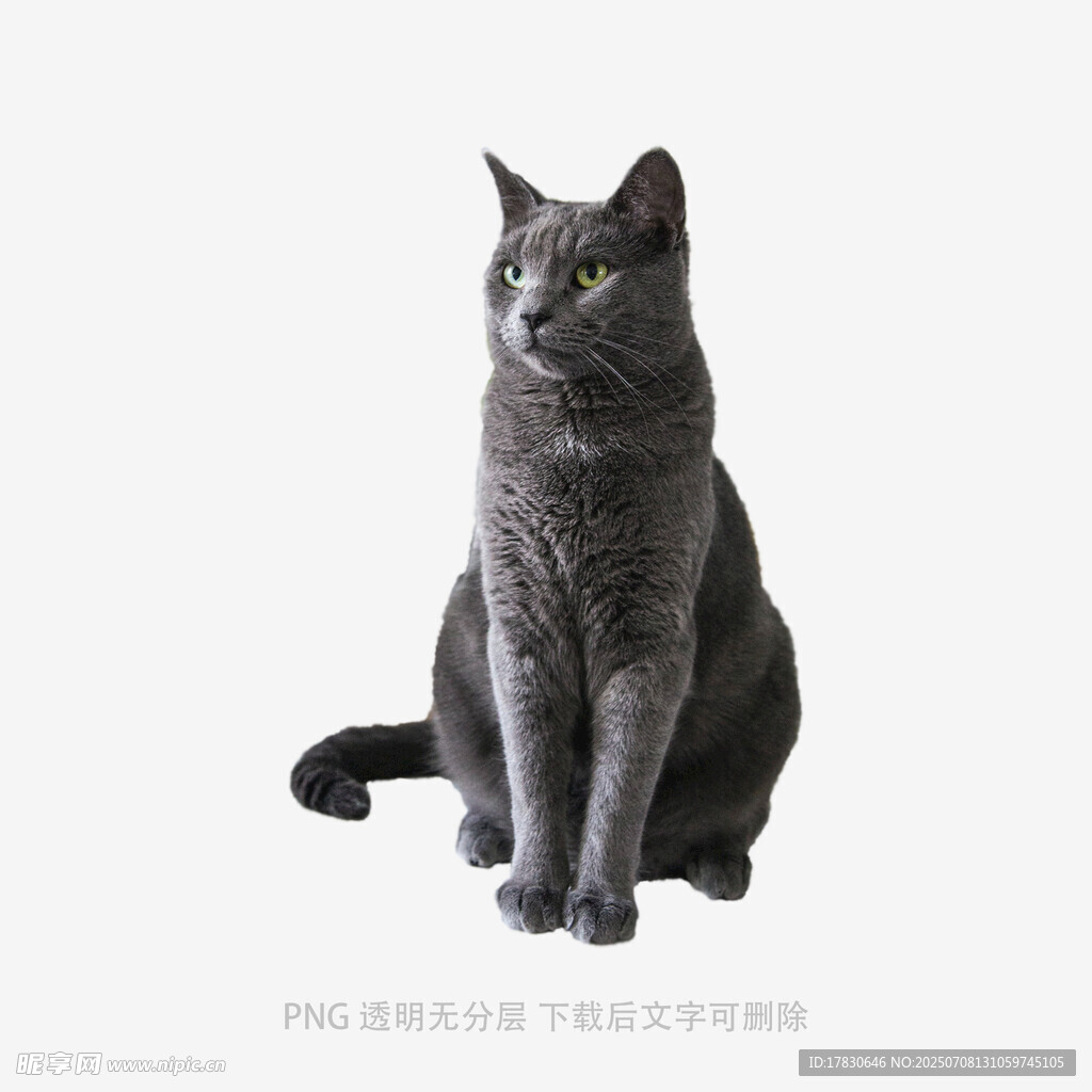 灰色猫咪端坐