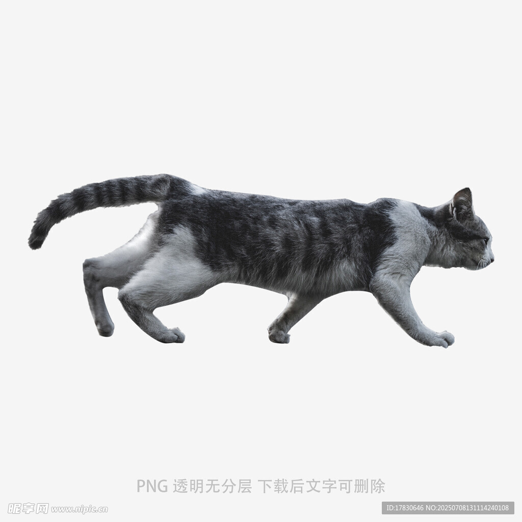 行走的斑纹猫