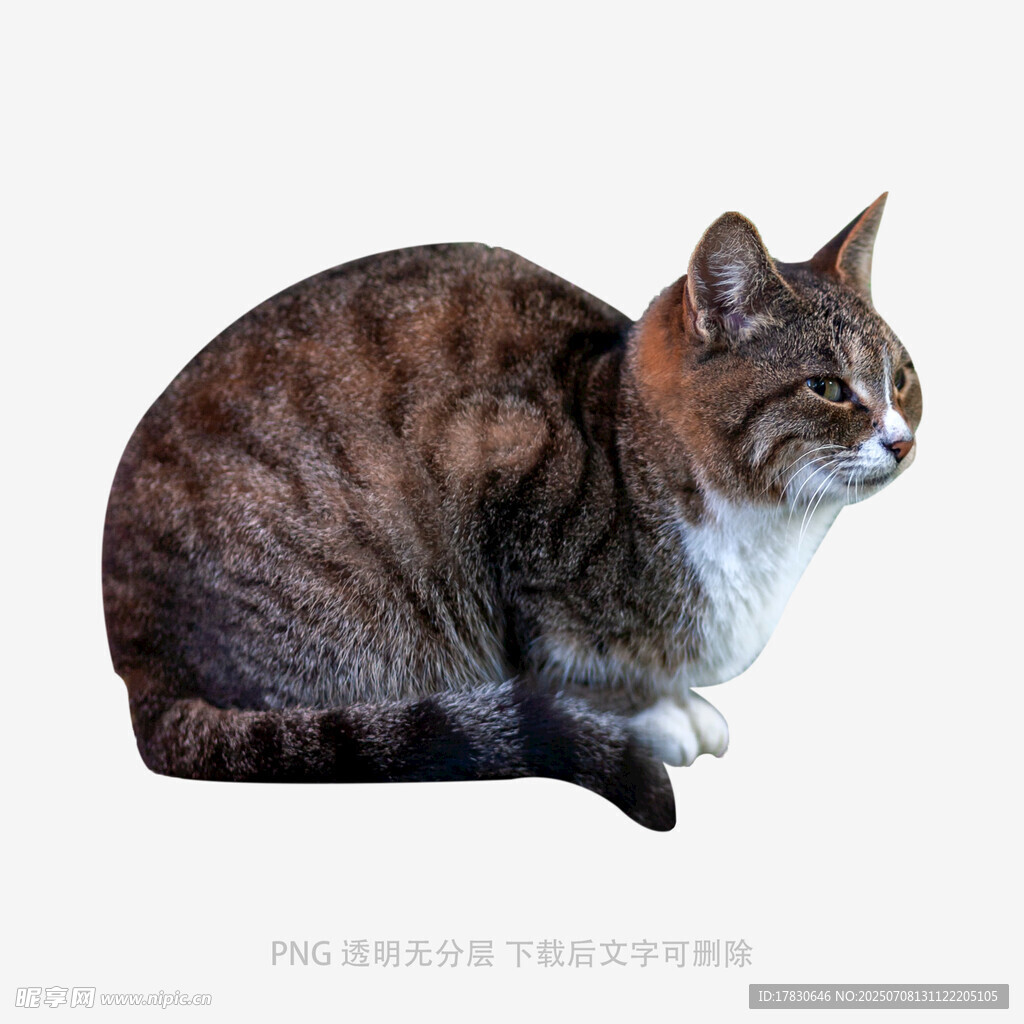 蹲坐的斑纹猫咪