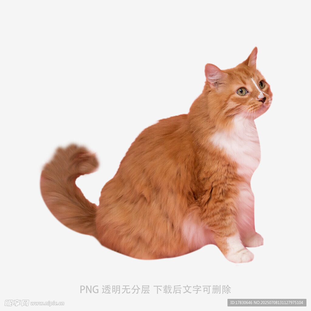 橘白猫咪优雅端坐