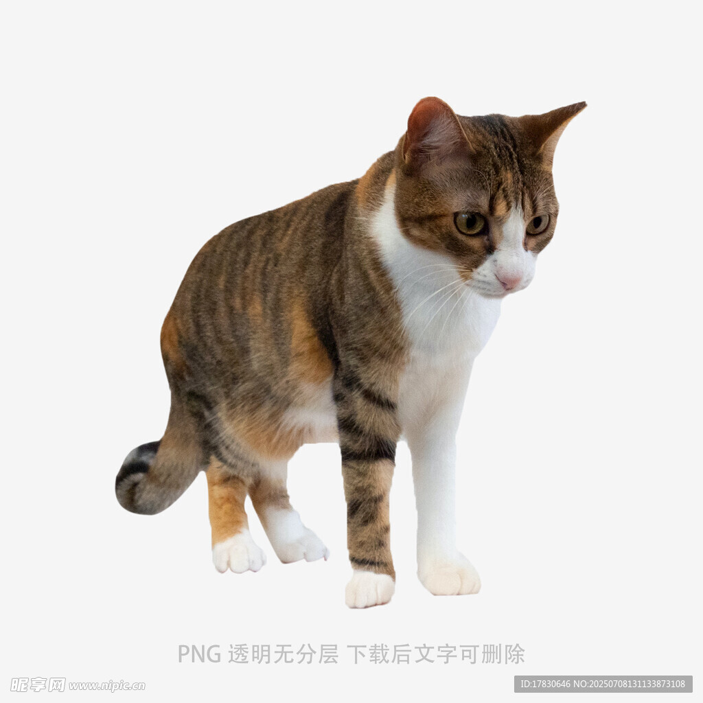 三色花猫蹲坐姿态特写