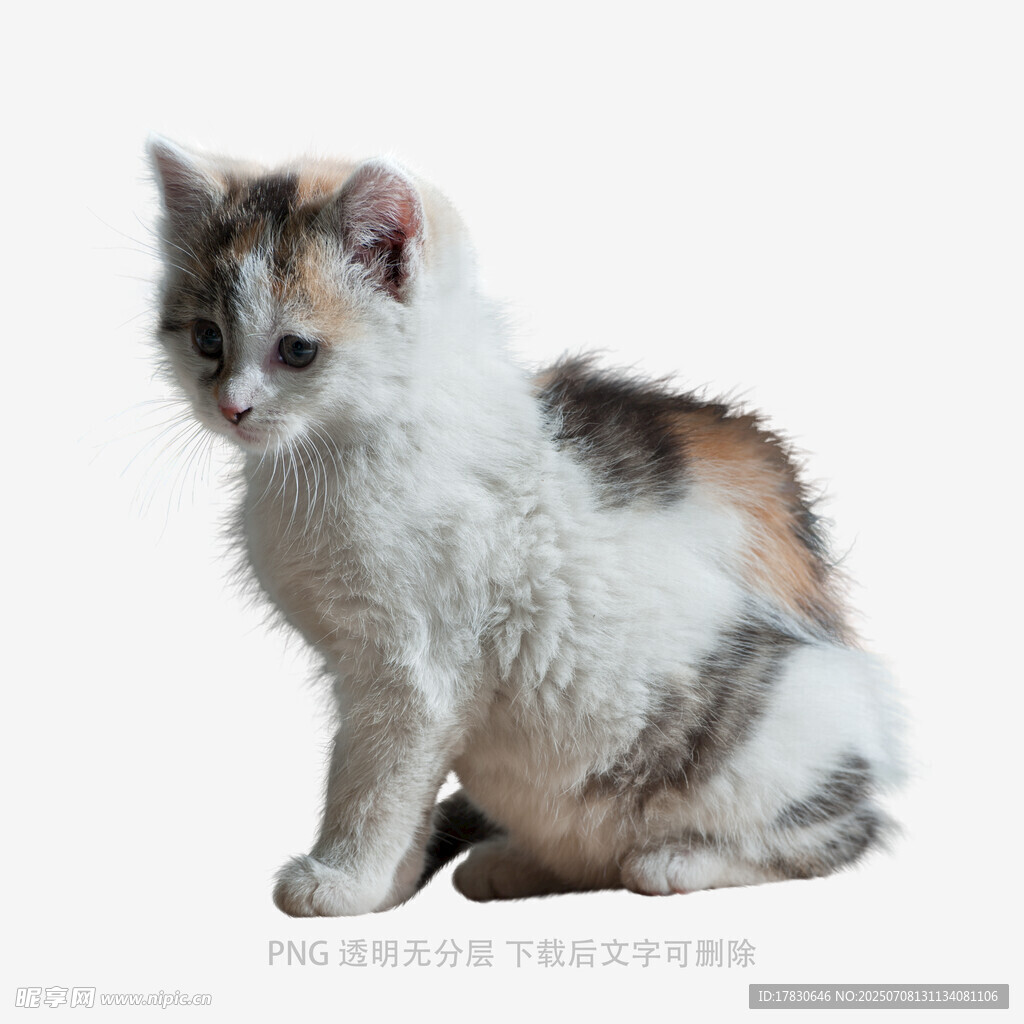 三色小猫乖巧蹲坐