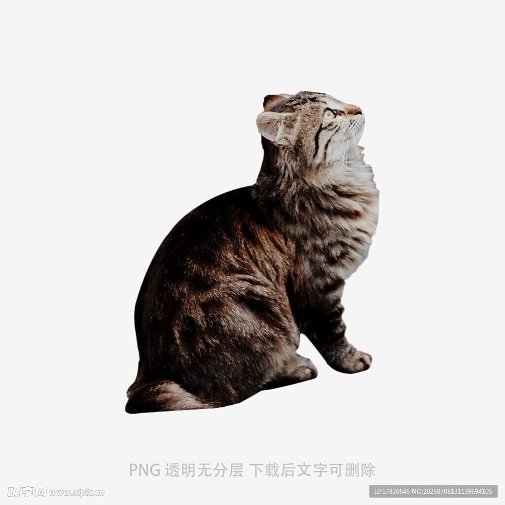 坐着抬头的斑纹猫咪
