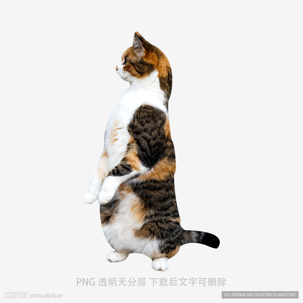 站立的三色猫