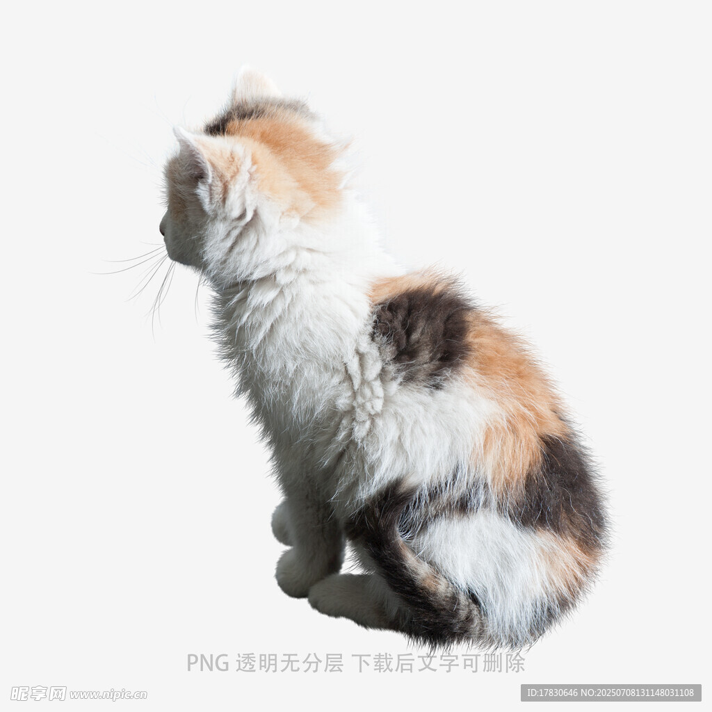 三色小猫背影