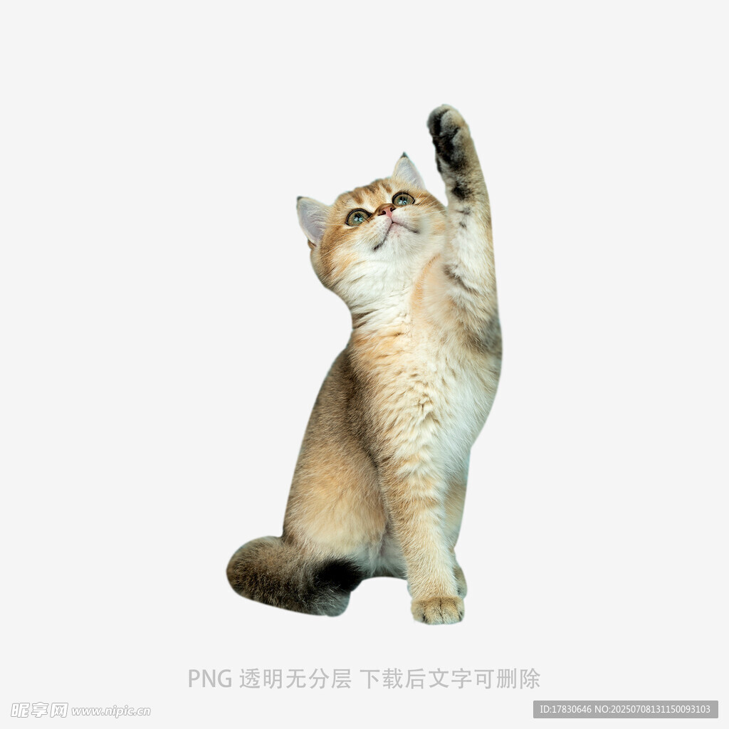 可爱猫咪仰头举手