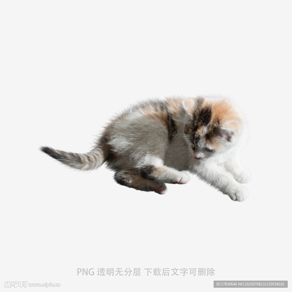 可爱三色小猫趴卧姿态