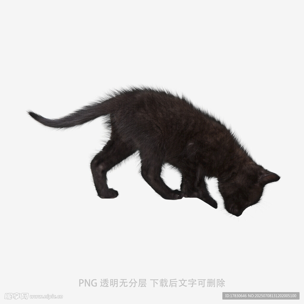 黑色小猫低头行走瞬间
