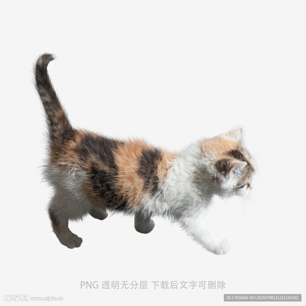 三色猫咪优雅行走