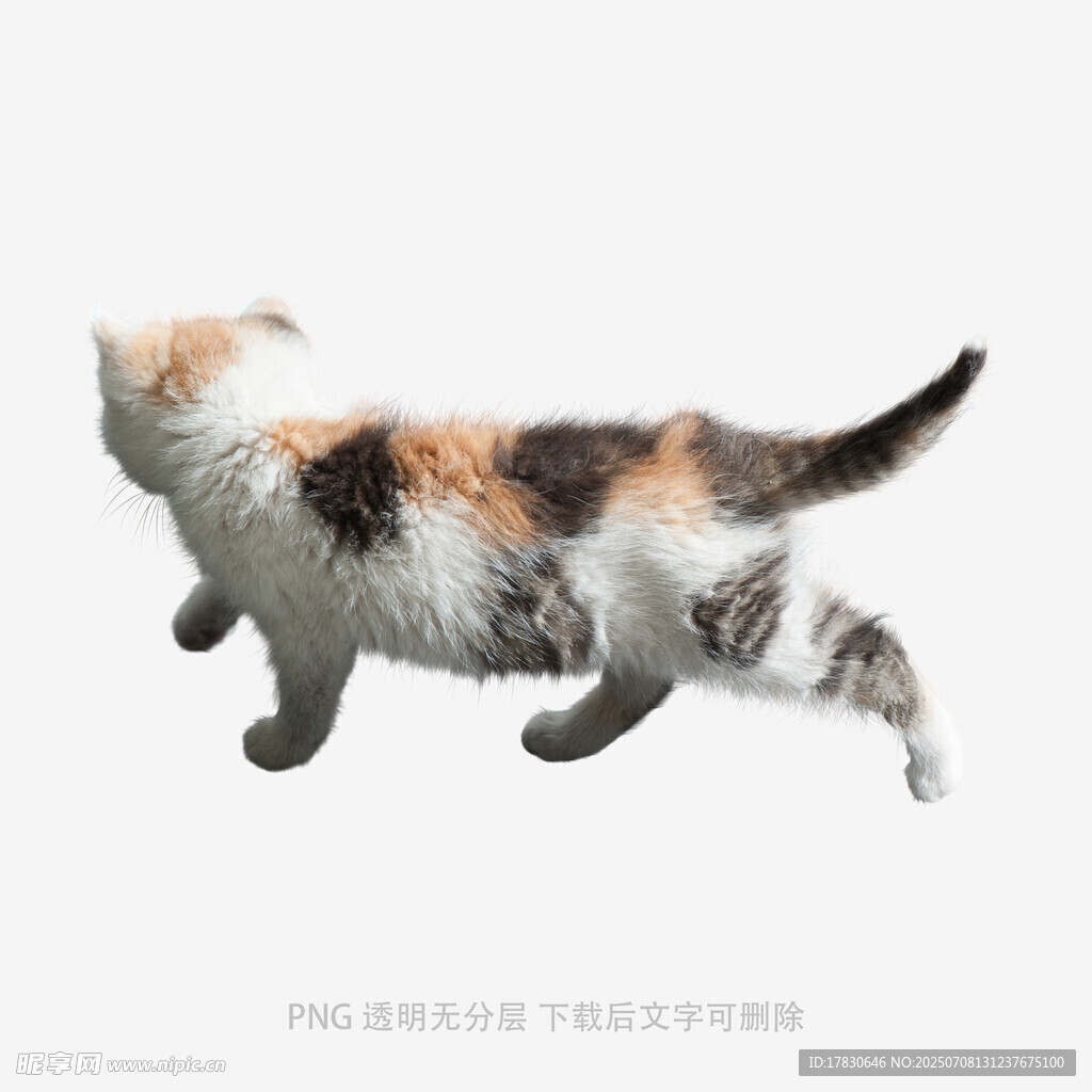 三色小猫奔跑瞬间